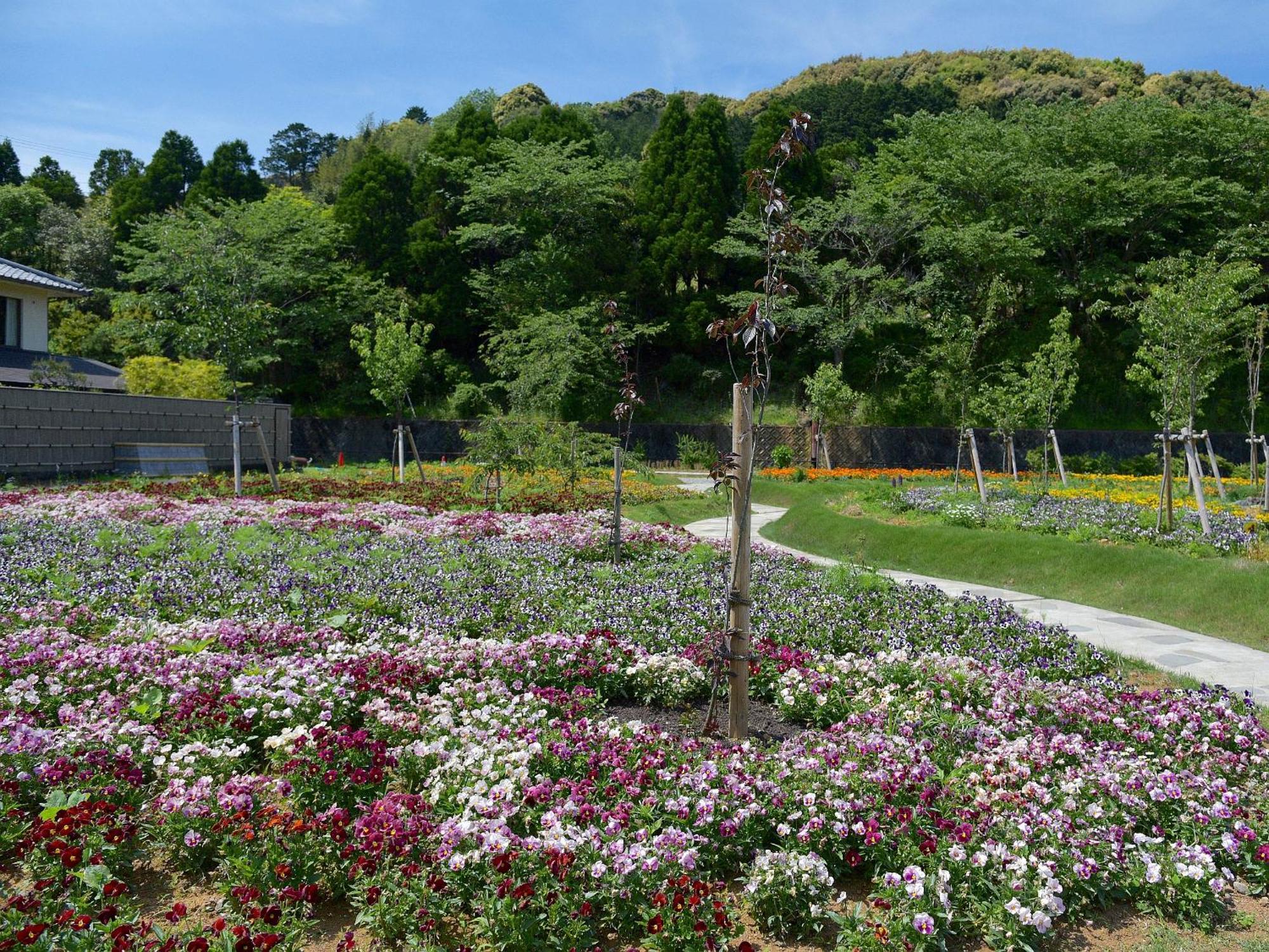 Shimoda 4*